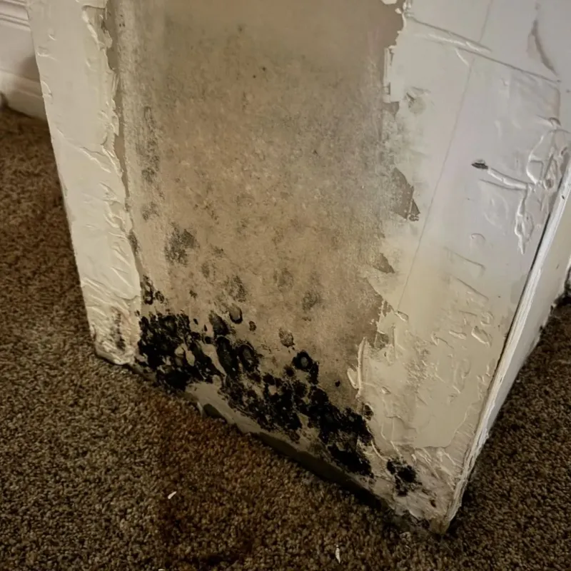 Professional Mold Removal in Shawsville, VA